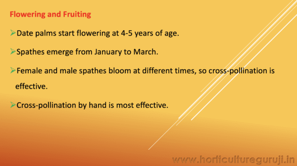Date Palm Cultivation PPT - Image 3